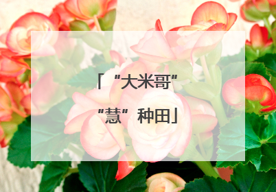 “大米哥”“慧”种田