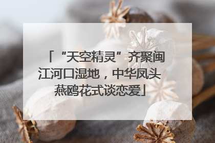 “天空精灵”齐聚闽江河口湿地，中华凤头燕鸥花式谈恋爱