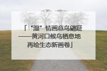 “湿”情画意鸟翩跹——黄河口候鸟栖息地再绘生态新画卷