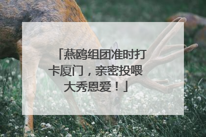 燕鸥组团准时打卡厦门，亲密投喂大秀恩爱！