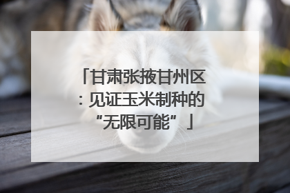 甘肃张掖甘州区：见证玉米制种的“无限可能”