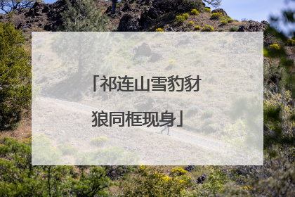 祁连山雪豹豺狼同框现身