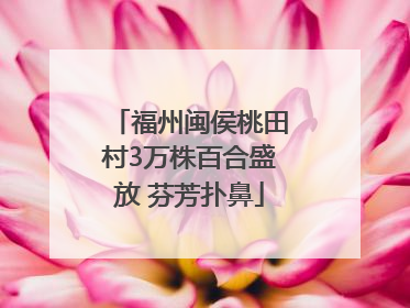 福州闽侯桃田村3万株百合盛放 芬芳扑鼻