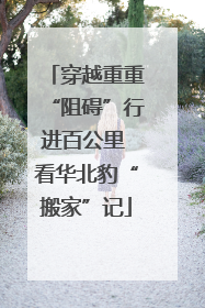 穿越重重“阻碍”行进百公里 看华北豹“搬家”记