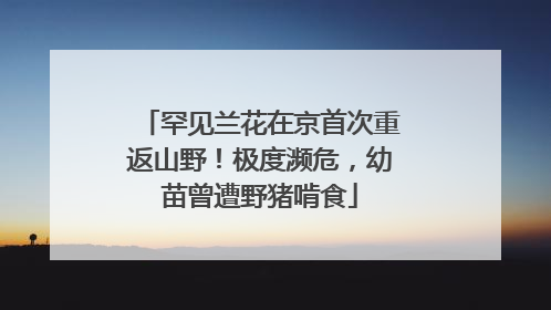 罕见兰花在京首次重返山野！极度濒危，幼苗曾遭野猪啃食