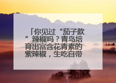 你见过“茄子款”辣椒吗？青岛培育出富含花青素的紫辣椒，生吃自带水果甜