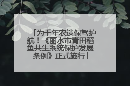 为千年农遗保驾护航！《丽水市青田稻鱼共生系统保护发展条例》正式施行