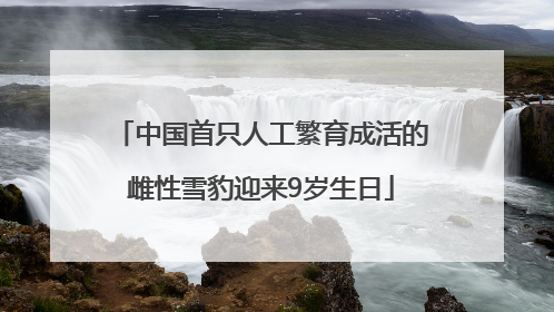中国首只人工繁育成活的雌性雪豹迎来9岁生日