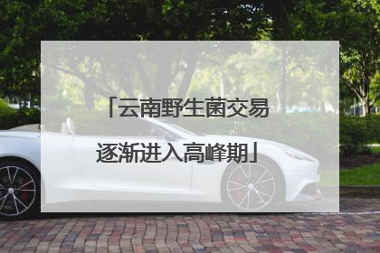 云南野生菌交易逐渐进入高峰期