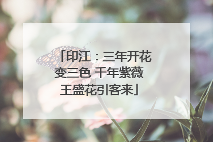 印江：三年开花变三色 千年紫薇王盛花引客来