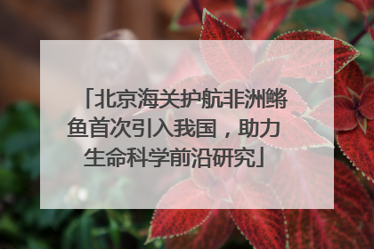 北京海关护航非洲鳉鱼首次引入我国，助力生命科学前沿研究