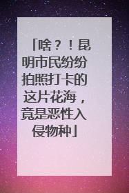啥？！昆明市民纷纷拍照打卡的这片花海，竟是恶性入侵物种