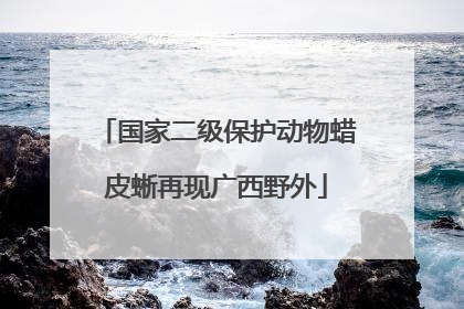 国家二级保护动物蜡皮蜥再现广西野外