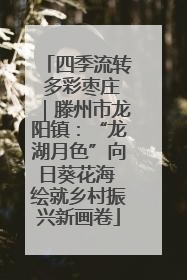 四季流转 多彩枣庄｜滕州市龙阳镇：“龙湖月色”向日葵花海 绘就乡村振兴新画卷