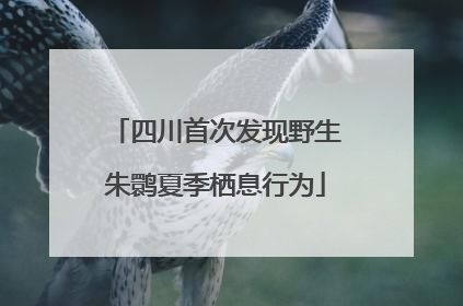 四川首次发现野生朱鹮夏季栖息行为