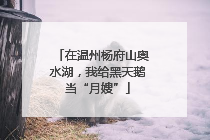 在温州杨府山奥水湖，我给黑天鹅当“月嫂”