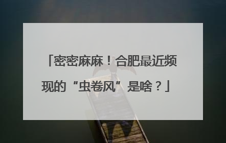 密密麻麻！合肥最近频现的“虫卷风”是啥？