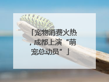 宠物消费火热，成都上演“萌宠总动员”
