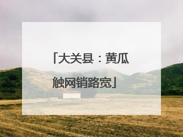 大关县：黄瓜触网销路宽