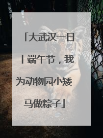 大武汉一日丨端午节，我为动物园小矮马做粽子