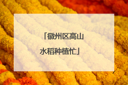 徽州区高山水稻种植忙