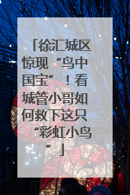 徐汇城区惊现“鸟中国宝”！看城管小哥如何救下这只“彩虹小鸟”