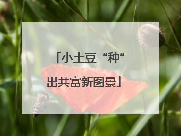 小土豆“种”出共富新图景