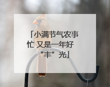 小满节气农事忙 又是一年好“丰”光