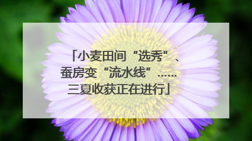 小麦田间“选秀”、蚕房变“流水线”……三夏收获正在进行