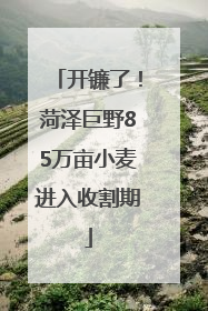 开镰了！菏泽巨野85万亩小麦进入收割期