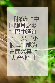 探访“中国银耳之乡”巴中通江：一朵“小银耳”成为富民兴县“大产业”