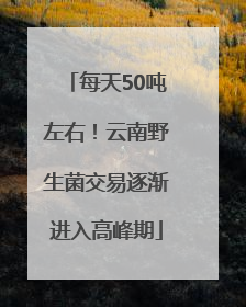 每天50吨左右！云南野生菌交易逐渐进入高峰期
