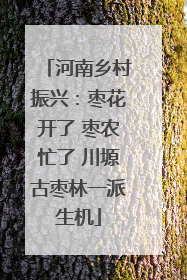 河南乡村振兴：枣花开了 枣农忙了 川塬古枣林一派生机