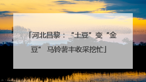 河北昌黎：“土豆”变“金豆” 马铃薯丰收采挖忙