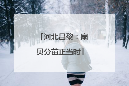 河北昌黎：扇贝分苗正当时