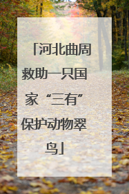 河北曲周救助一只国家“三有”保护动物翠鸟