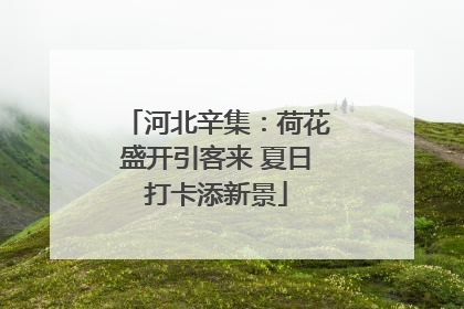 河北辛集：荷花盛开引客来 夏日打卡添新景