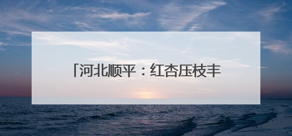 河北顺平：红杏压枝丰收季 田园采摘正当时