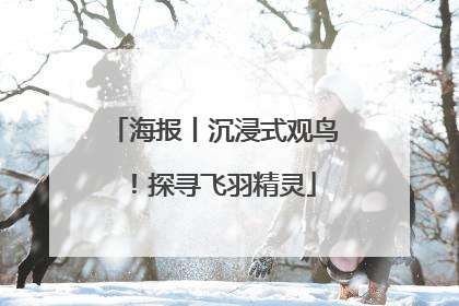 海报丨沉浸式观鸟！探寻飞羽精灵