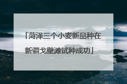 菏泽三个小麦新品种在新疆戈壁滩试种成功