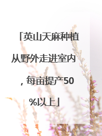 英山天麻种植从野外走进室内，每亩提产50%以上