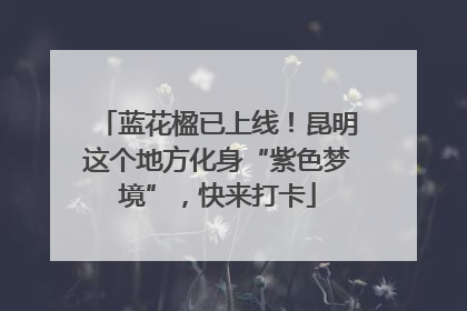 蓝花楹已上线！昆明这个地方化身“紫色梦境”，快来打卡