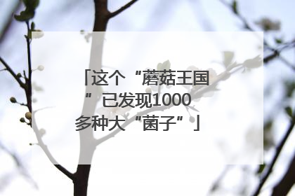这个“蘑菇王国”已发现1000多种大“菌子”