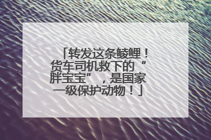 转发这条鲮鲤！货车司机救下的“胖宝宝”，是国家一级保护动物！