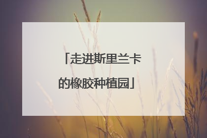 走进斯里兰卡的橡胶种植园