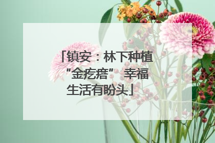 镇安：林下种植“金疙瘩” 幸福生活有盼头
