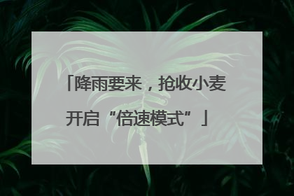 降雨要来，抢收小麦开启“倍速模式”