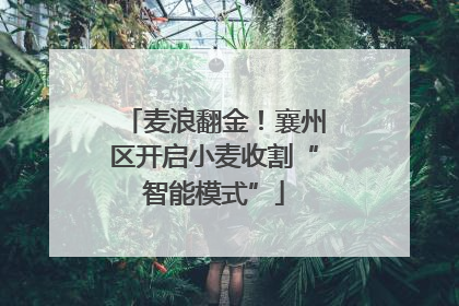 麦浪翻金！襄州区开启小麦收割“智能模式”