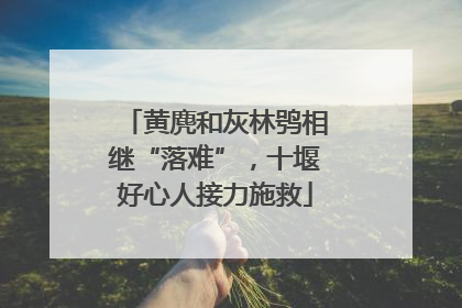 黄麂和灰林鸮相继“落难”，十堰好心人接力施救